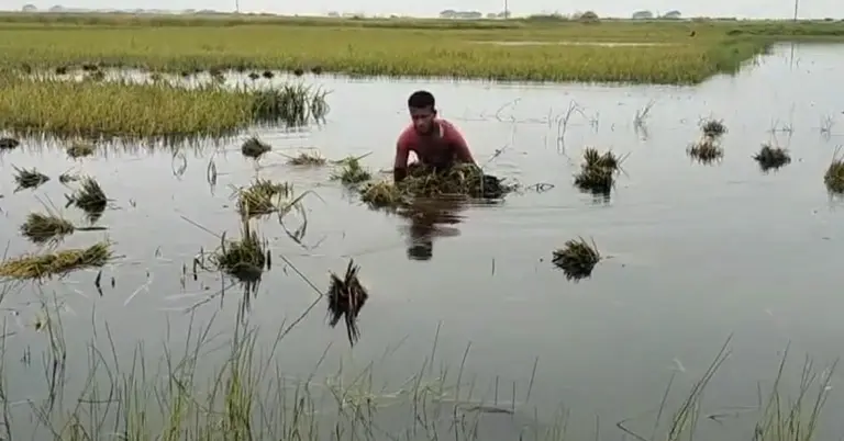পানির নীচে বোরো ধান